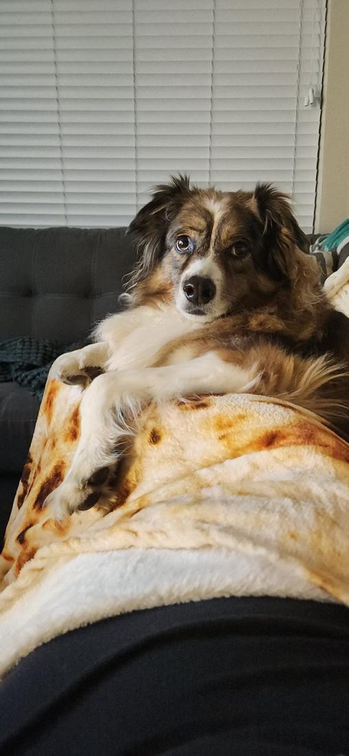 Aspen lounging on the couch under a tortilla blanket