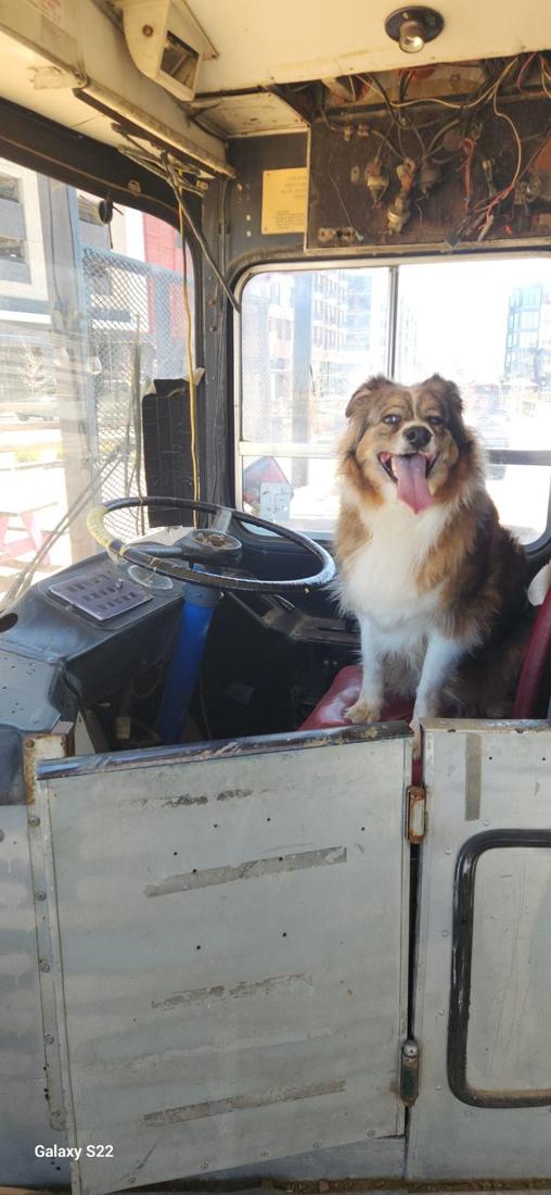 Aspen sitting in the driver's seat of an old bus