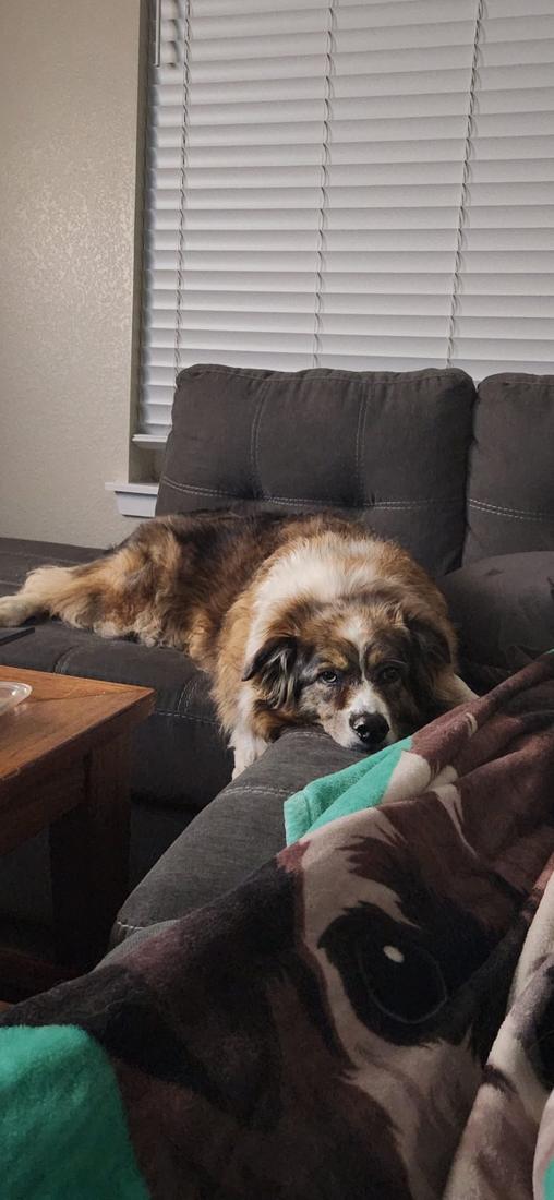 Aspen resting her head on the arm of the couch