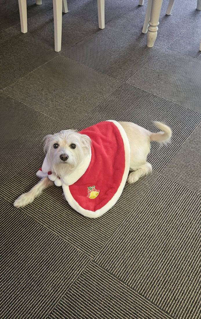 Glory, a small white scruffy dog, lying on the carpet in a red and white holiday cape
