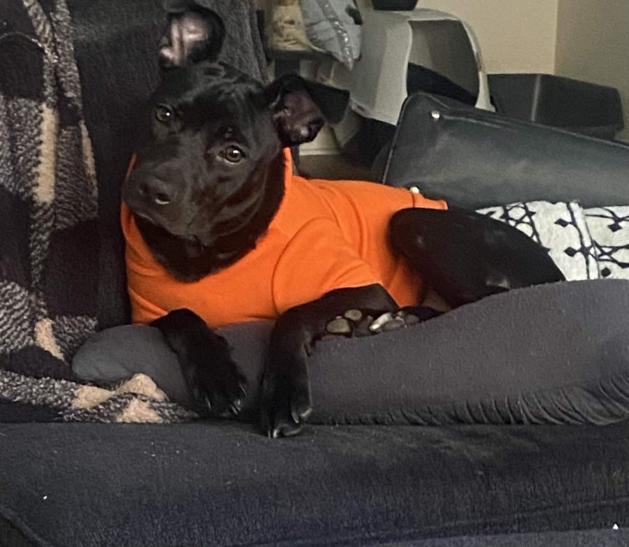 Rosie, a black dog in an orange shirt, curled up on the couch