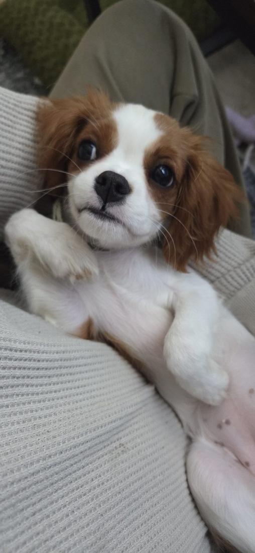 Willow lying on her back asking for belly rubs